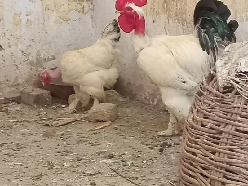Golden Buff Pair for Sale — photo 8