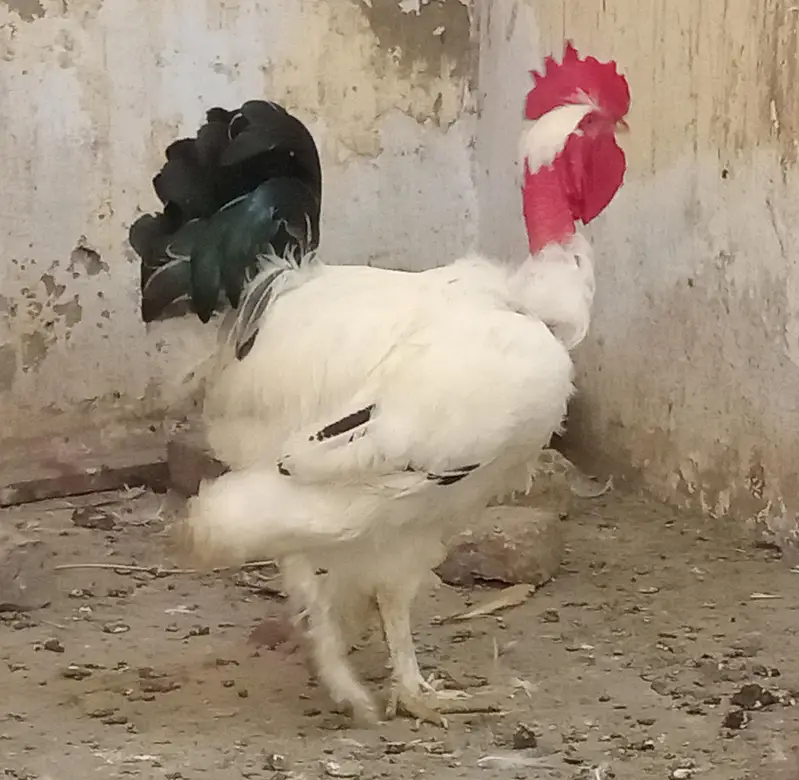 Golden Buff Pair for Sale — photo 9