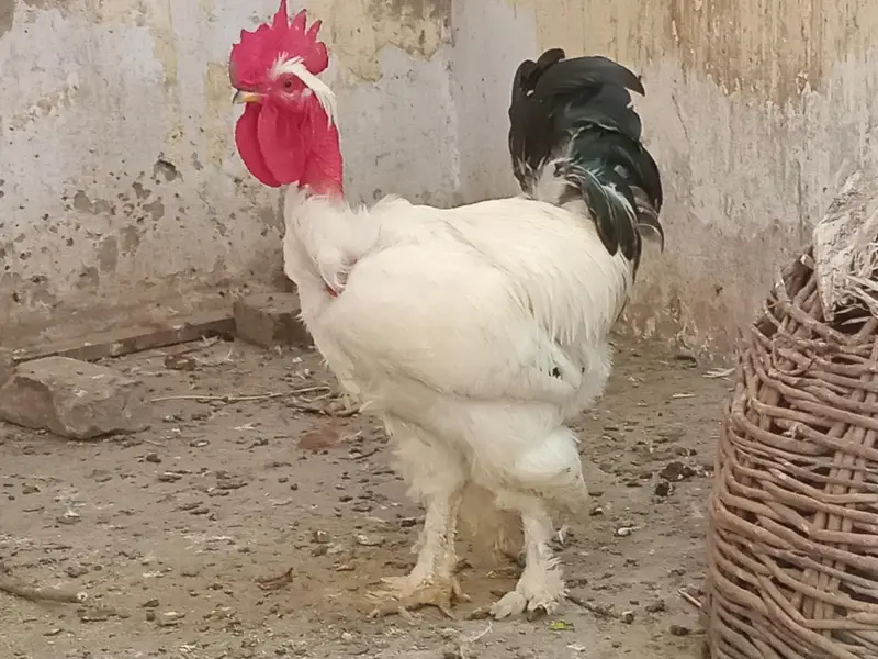 Golden Buff Pair for Sale — photo 12