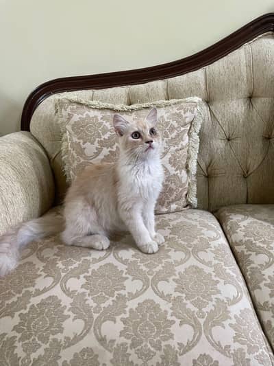 Persian Kitten