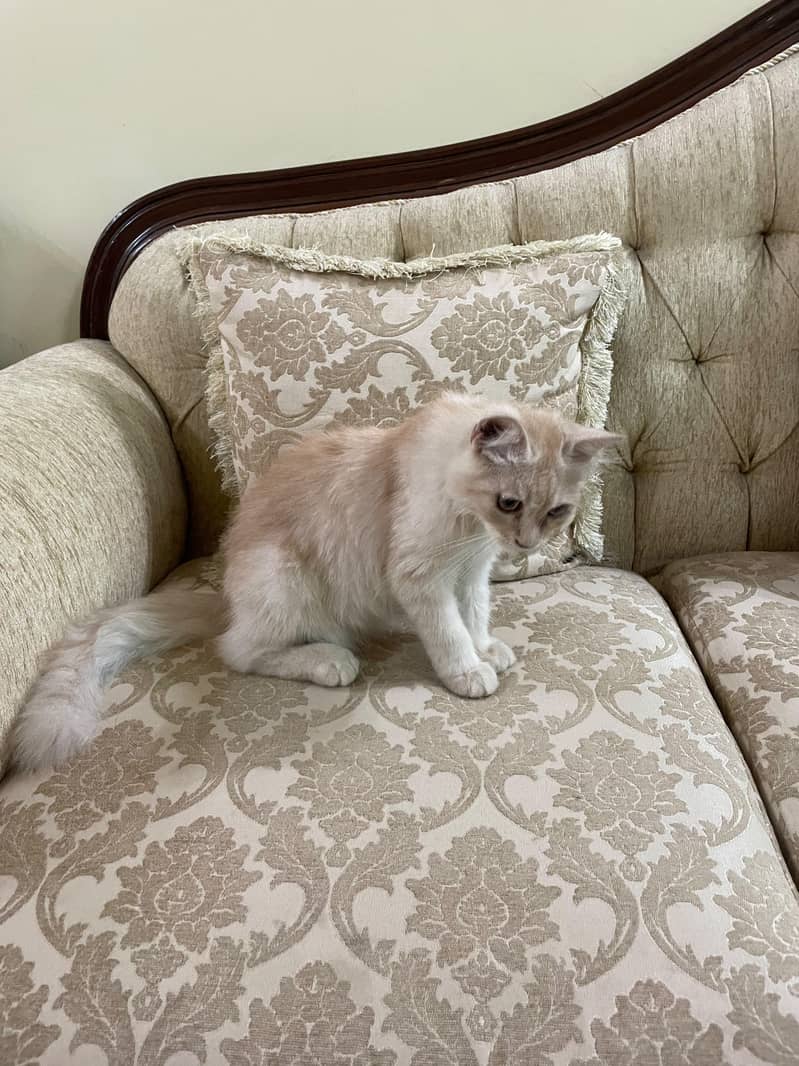 Persian Kitten 1