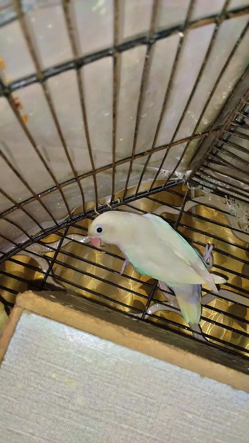 Birds seller — photo 2