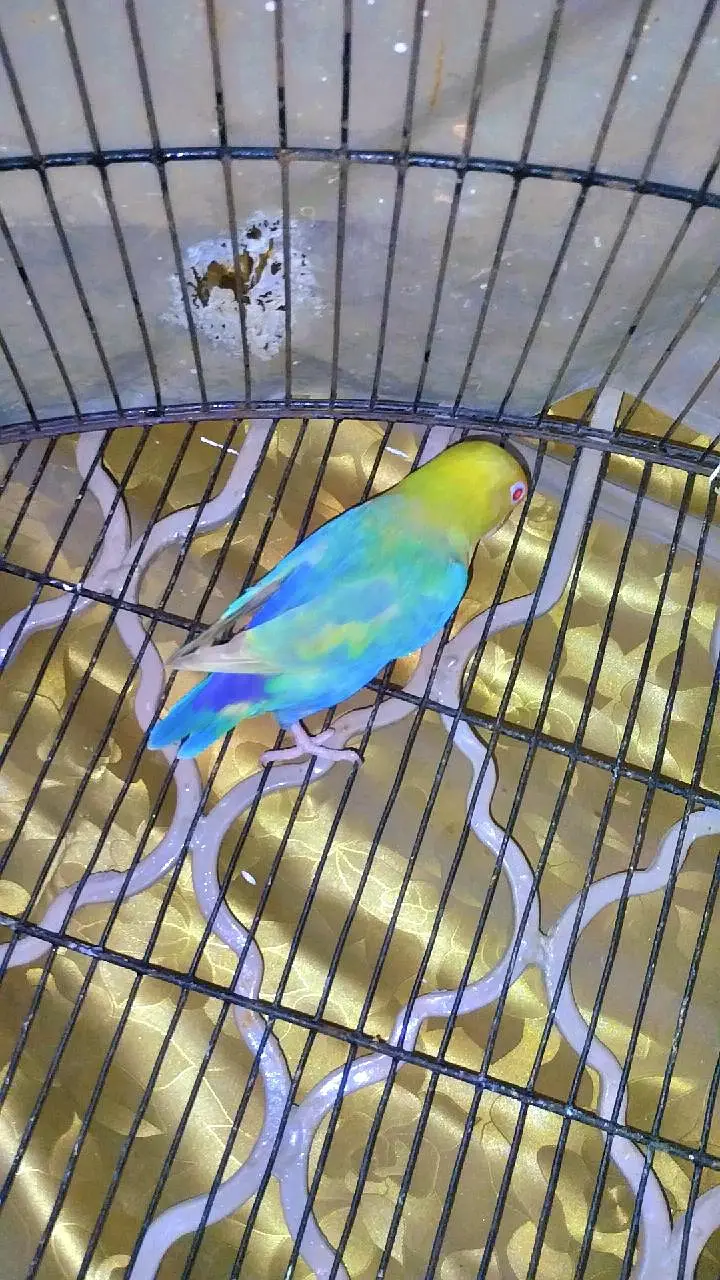 Birds seller — photo 3
