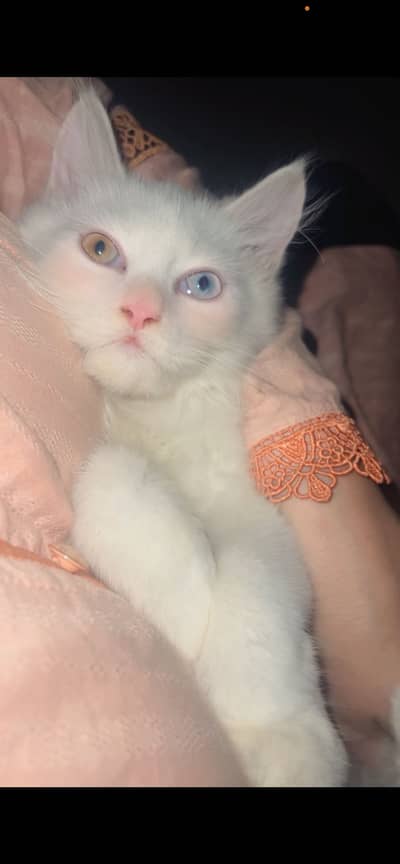 3 Month Old Persian Kitten for Sale – White, Green & Blue Eyes