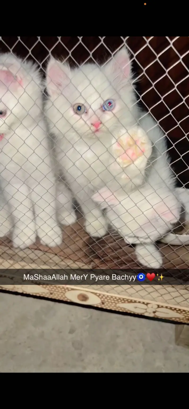 3 Month Old Persian Kitten for Sale – White, Green & Blue Eyes — photo 2