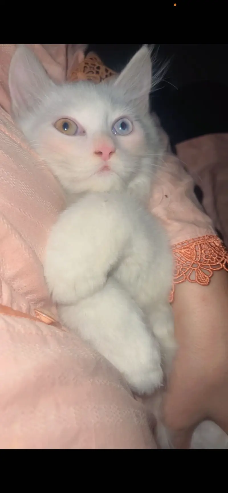 3 Month Old Persian Kitten for Sale – White, Green & Blue Eyes — photo 3