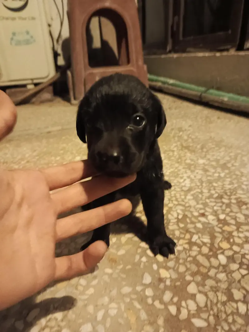 purebred Labrador puppies for sale — photo 3