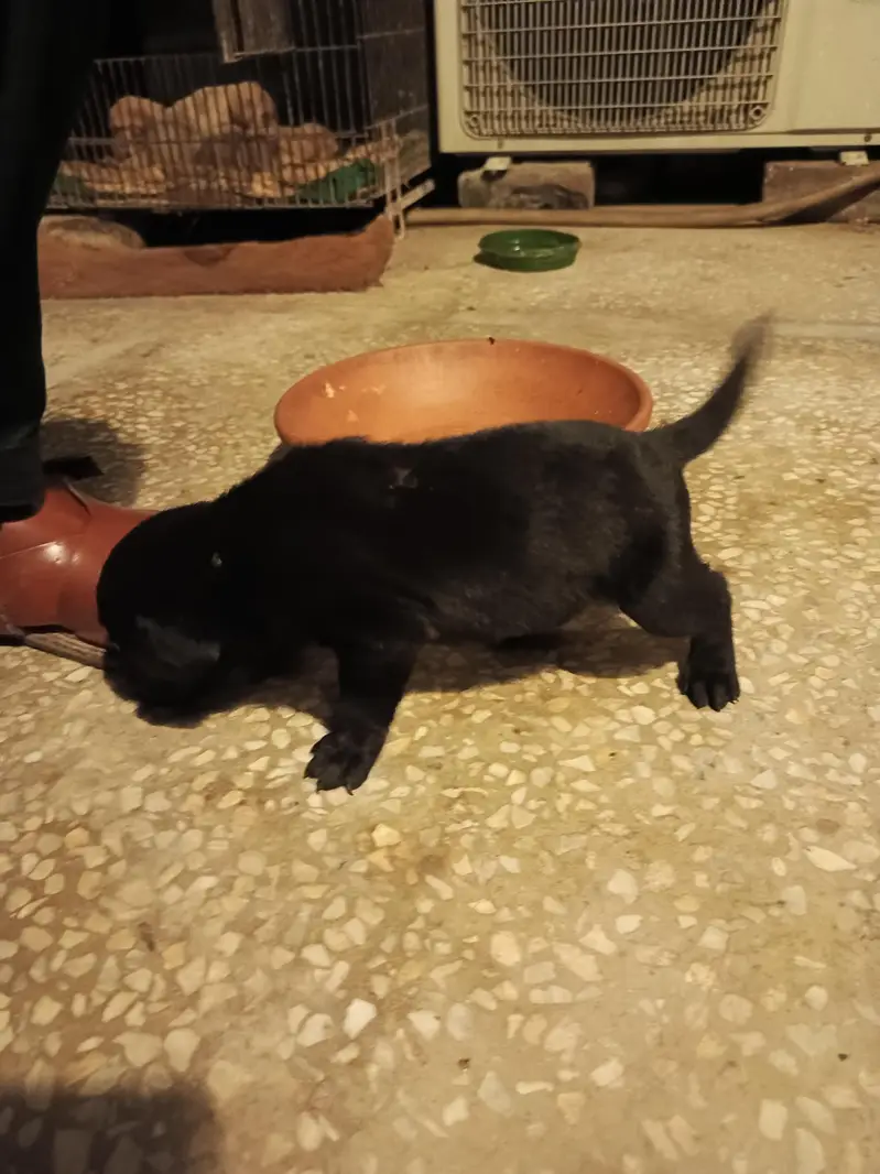 purebred Labrador puppies for sale — photo 2