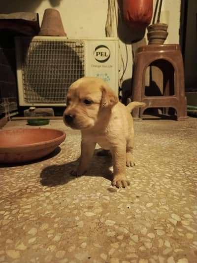 purebred Labrador puppies for sale