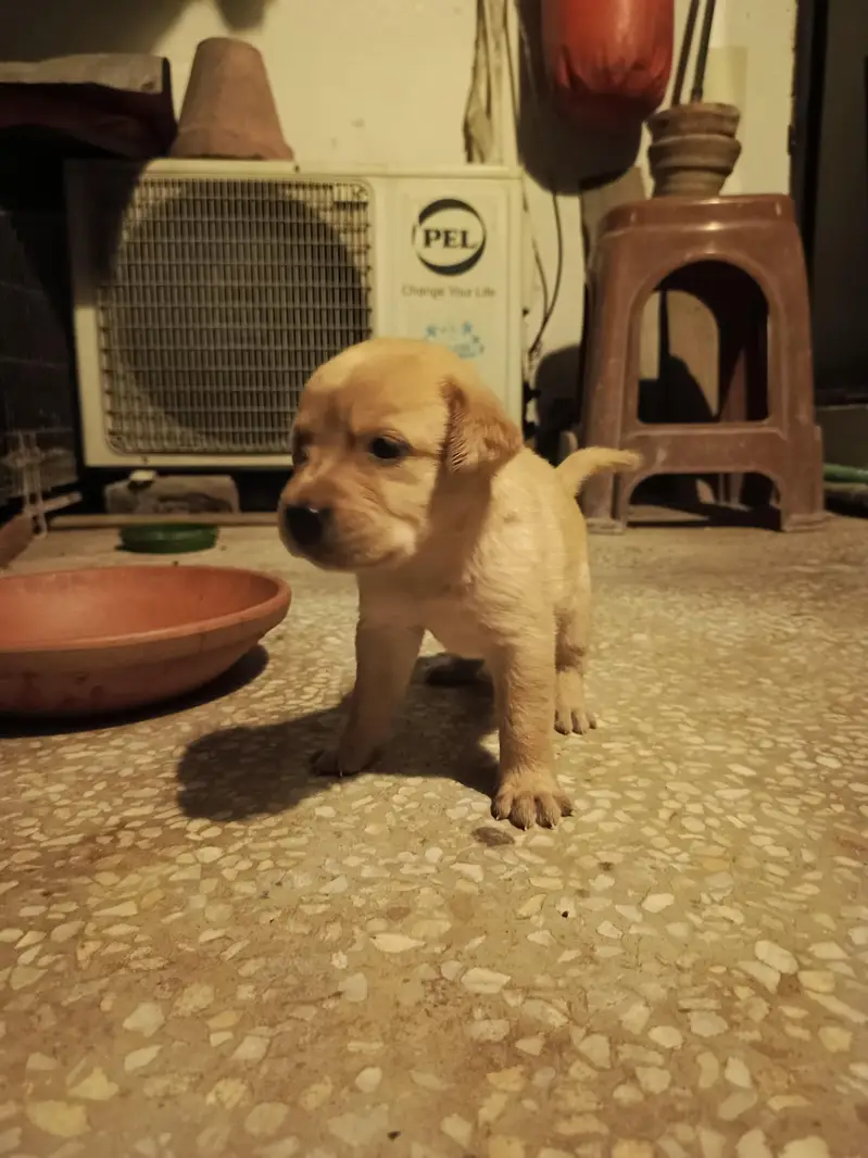 purebred Labrador puppies for sale