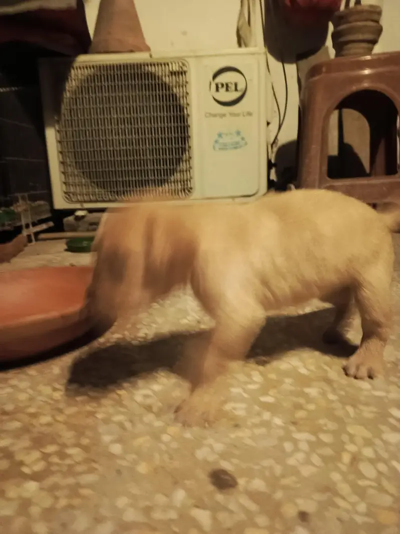 purebred Labrador puppies for sale — photo 4