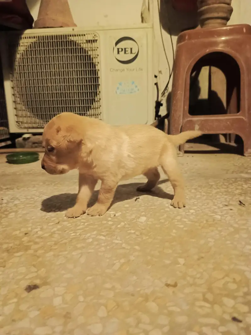 purebred Labrador puppies for sale — photo 5