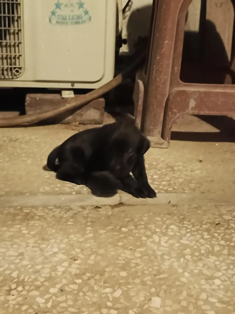 purebred Labrador puppies for sale — photo 6