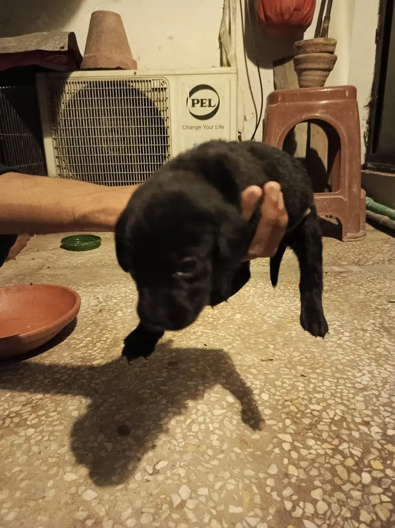 purebred Labrador puppies for sale — photo 7