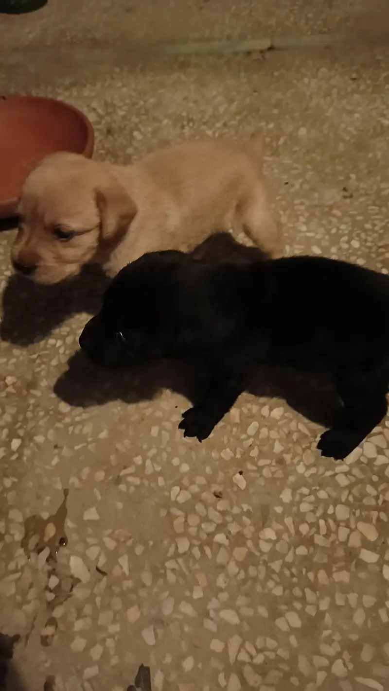 purebred Labrador puppies for sale — photo 8