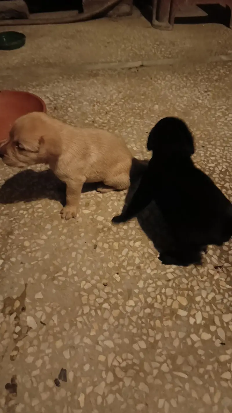 purebred Labrador puppies for sale — photo 9