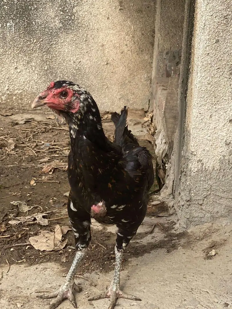 ONE MALE 4 FEMALES — photo 2
