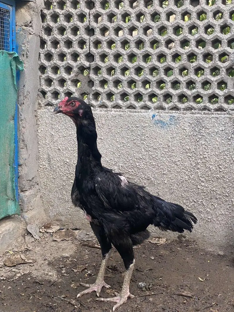ONE MALE 4 FEMALES — photo 3