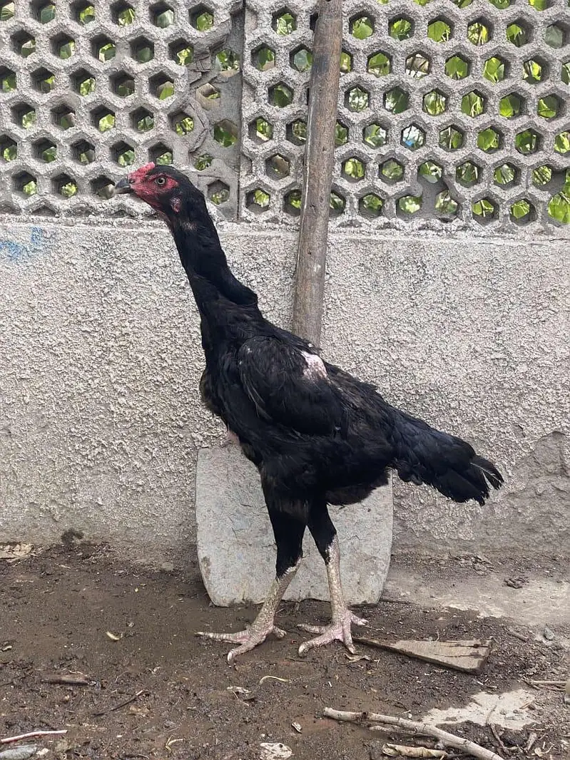 ONE MALE 4 FEMALES — photo 4