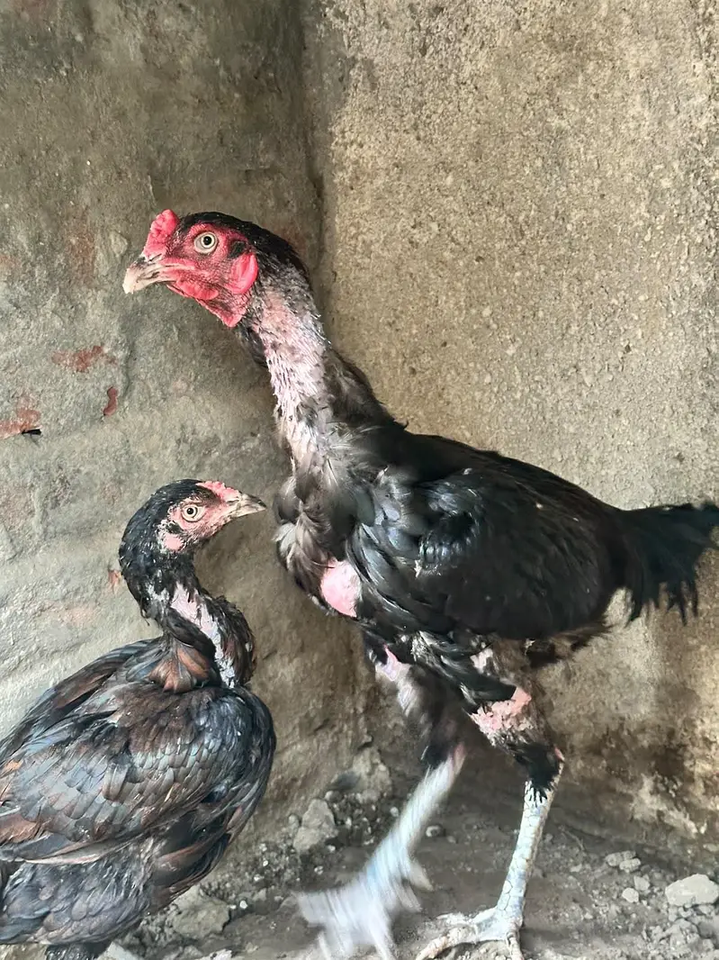 ONE MALE 4 FEMALES — photo 5