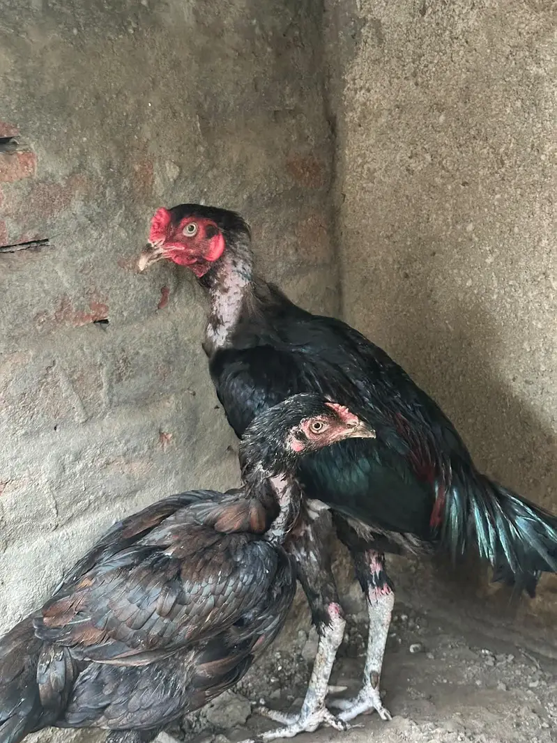 ONE MALE 4 FEMALES — photo 6