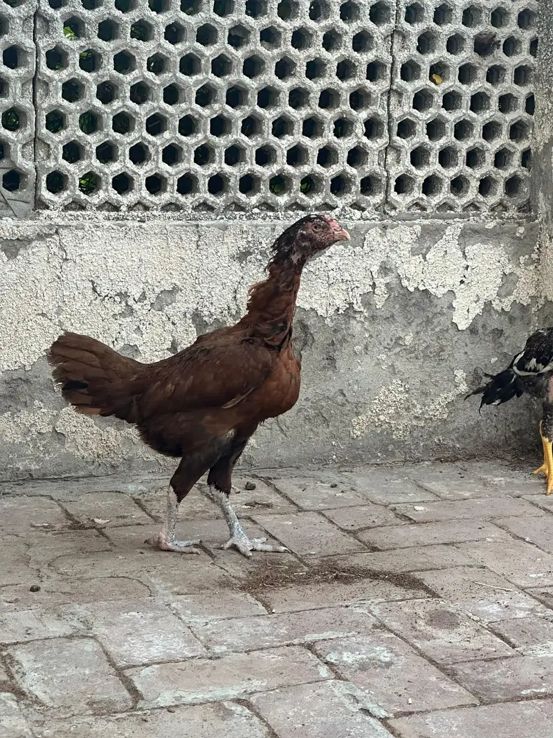 ONE MALE 4 FEMALES — photo 7