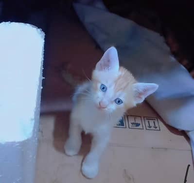 local Home breed beautiful kittens