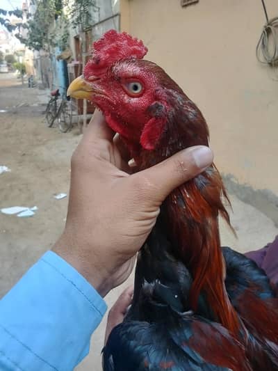 Aseel breed