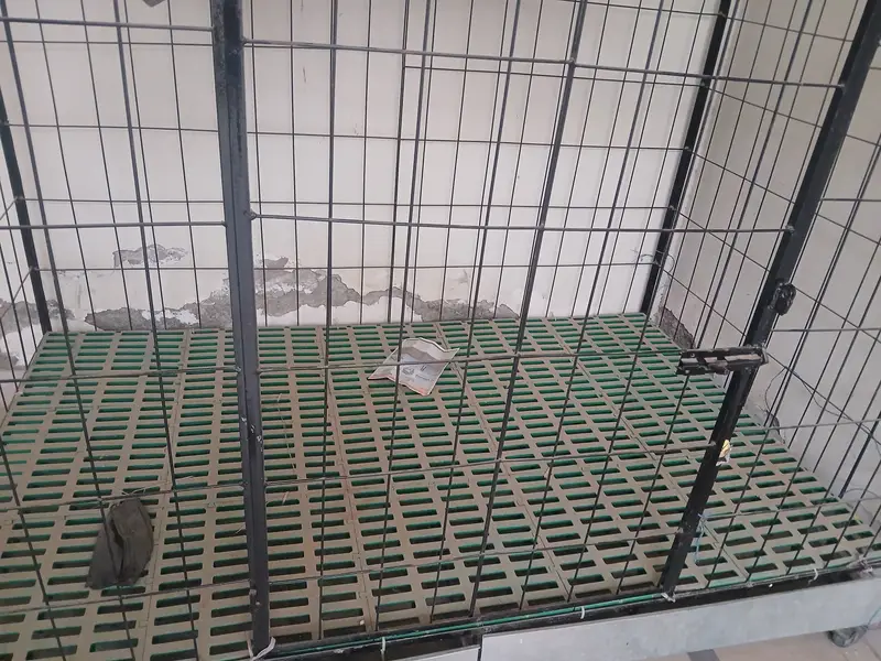 German shephered and other dogs are easily survive