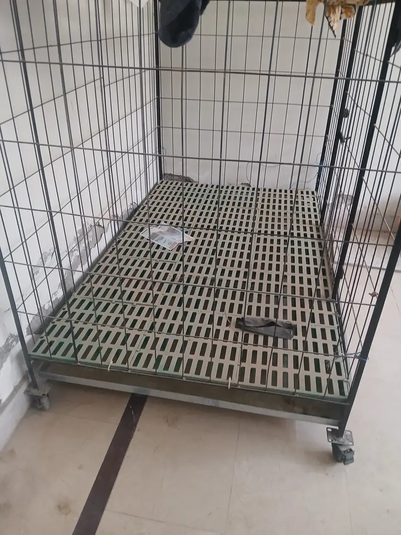 German shephered and other dogs are easily survive — photo 3