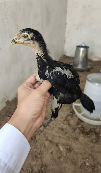 Aseel lasani chicks