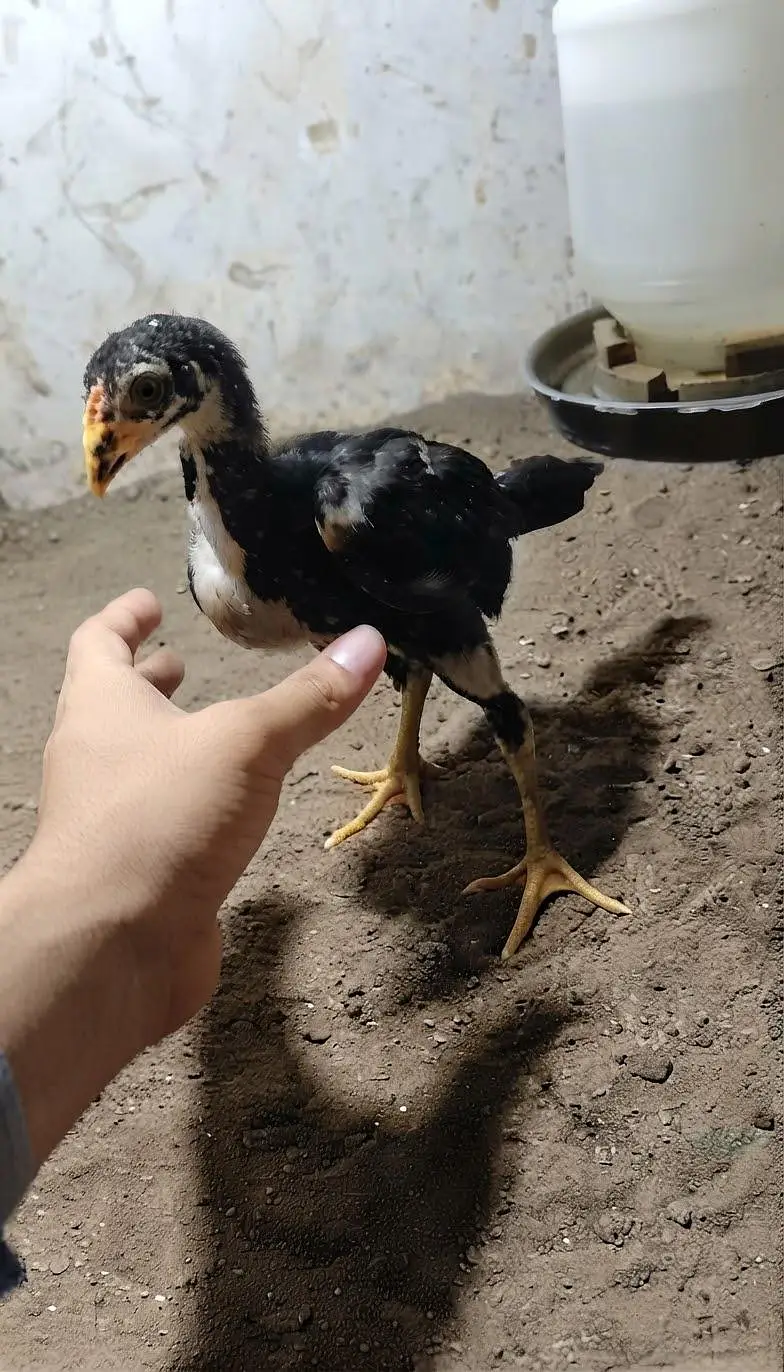 Aseel lasani chicks — photo 2