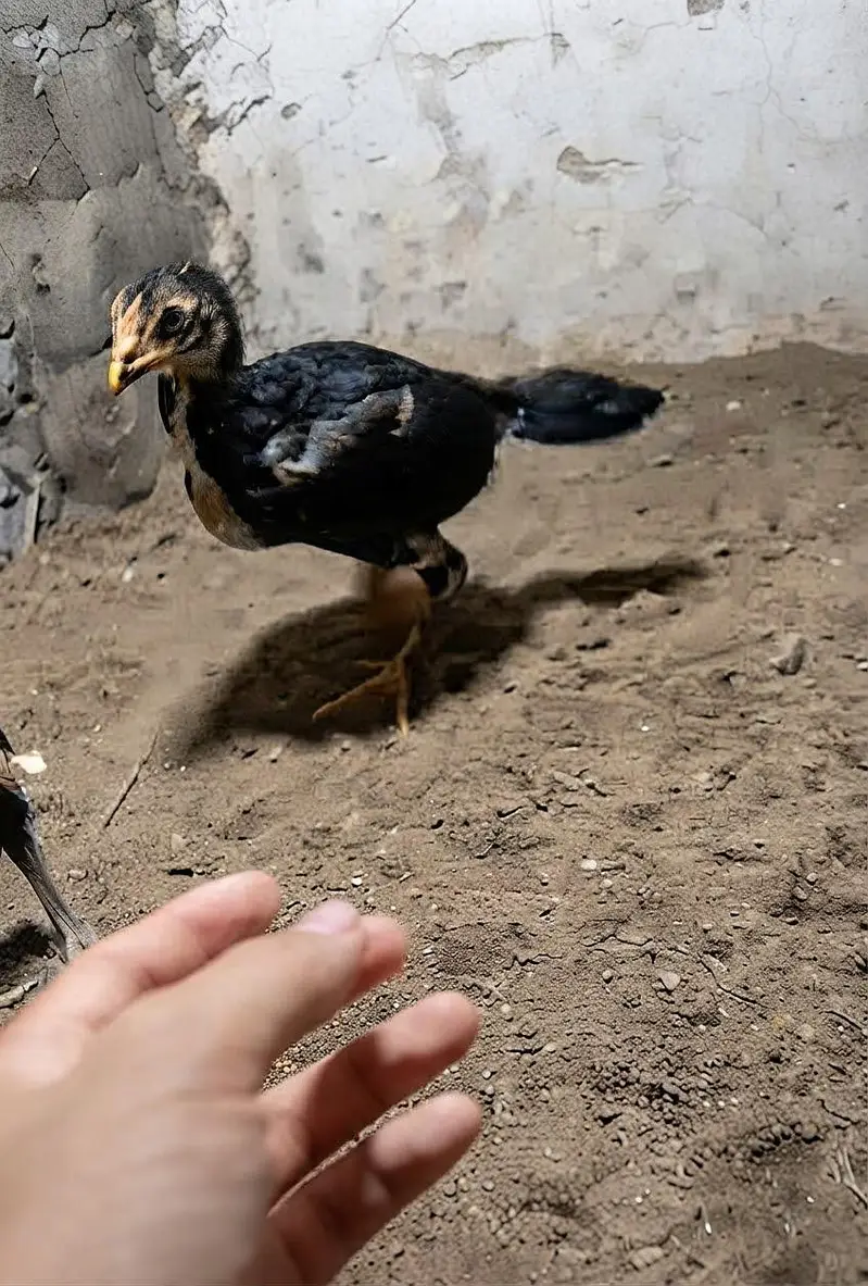 Aseel lasani chicks — photo 3