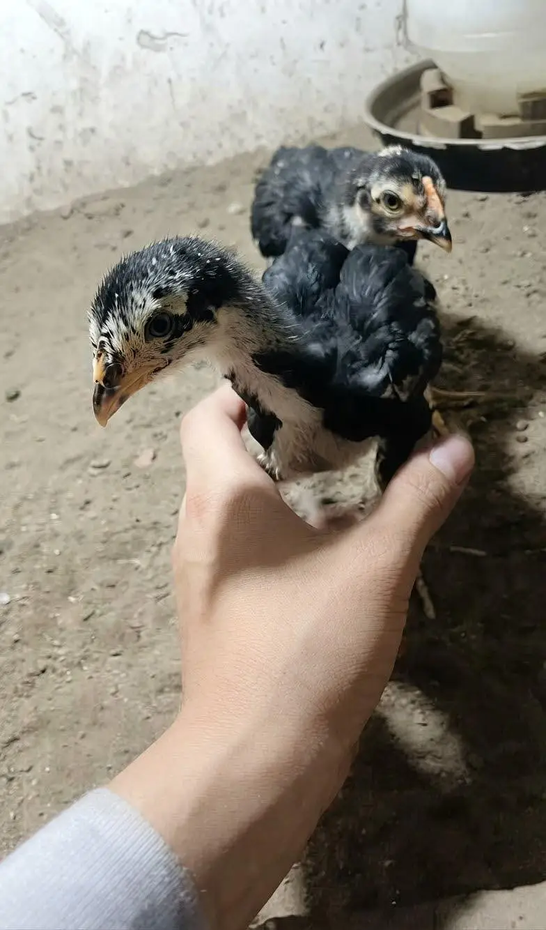 Aseel lasani chicks — photo 4