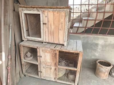 Birds Cage