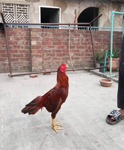 healthy and active Bird contact my WhatsApp number. 0327. . 16. . 83833. . .