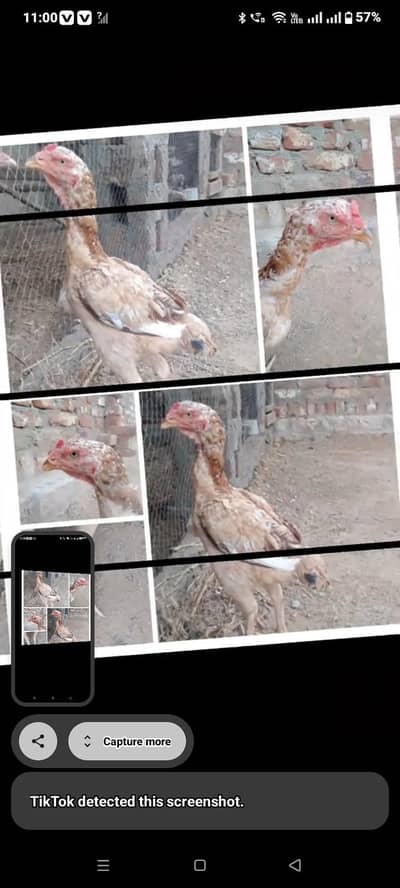 High quality shamo cross murgi for sale