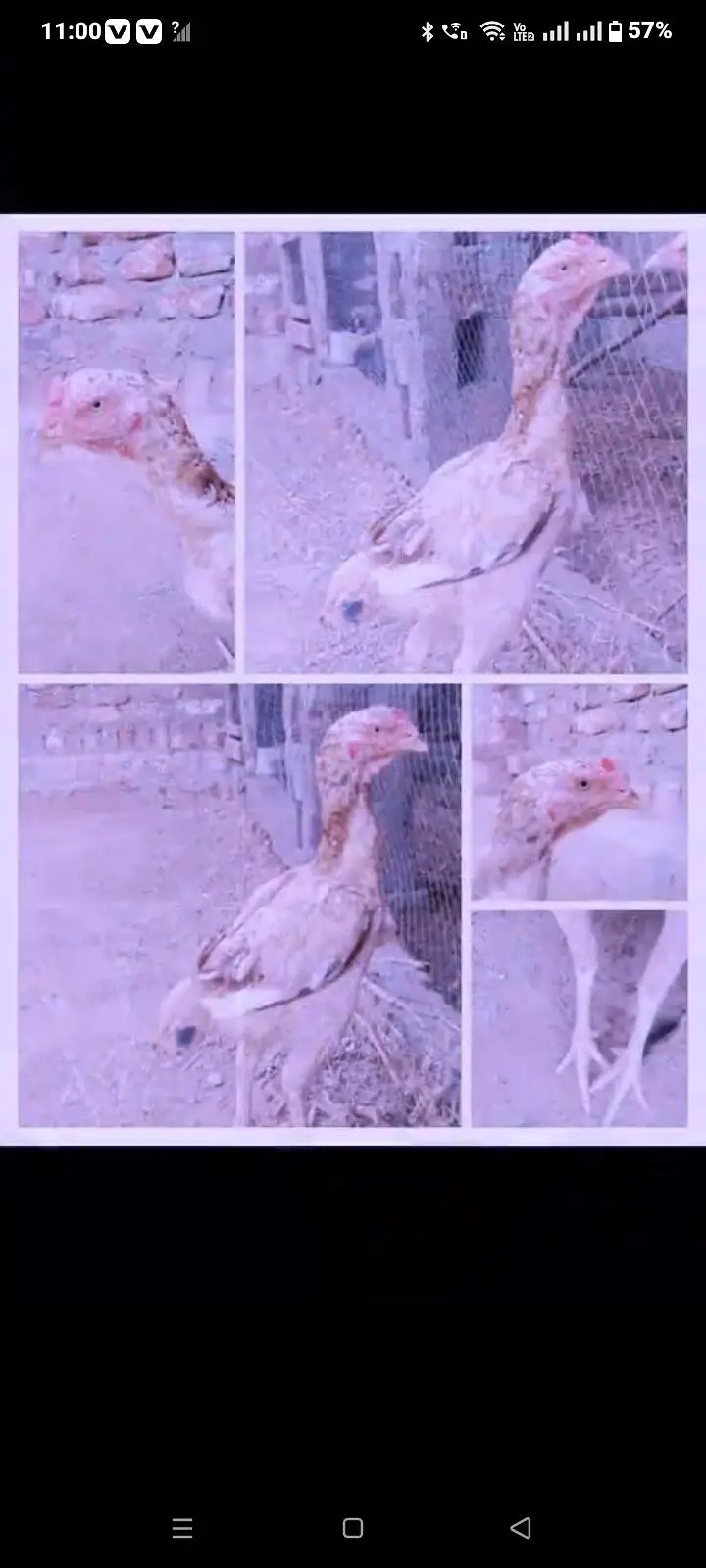 High quality shamo cross murgi for sale — photo 4