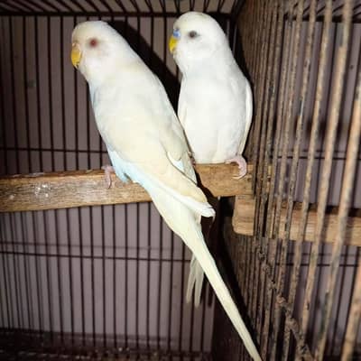 Albino King size pair