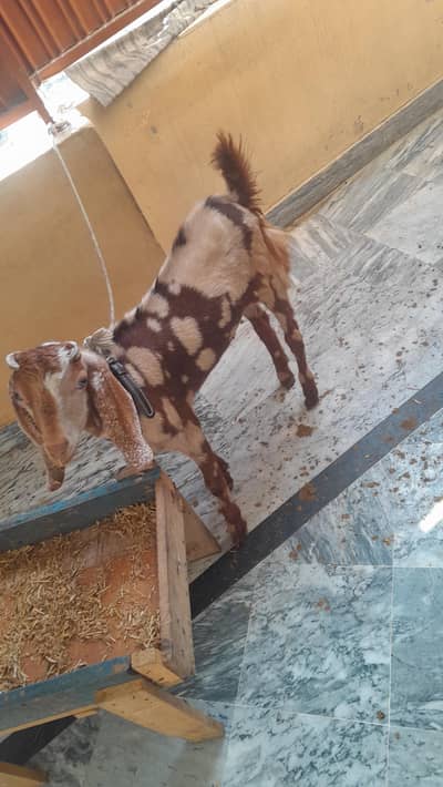 Beautiful Goat with Healthy Kid (M)