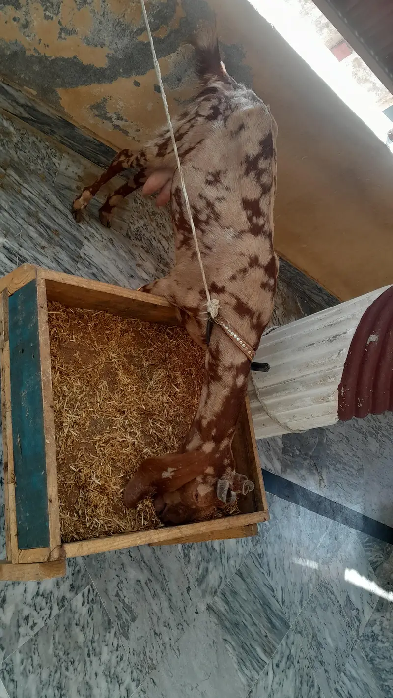Beautiful Goat with Healthy Kid (M) — photo 2