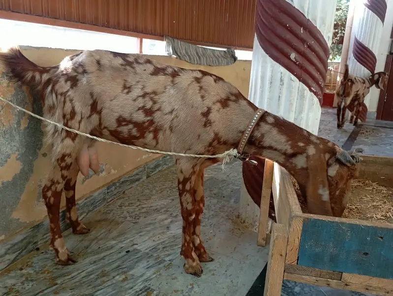 Beautiful Goat with Healthy Kid (M) — photo 3