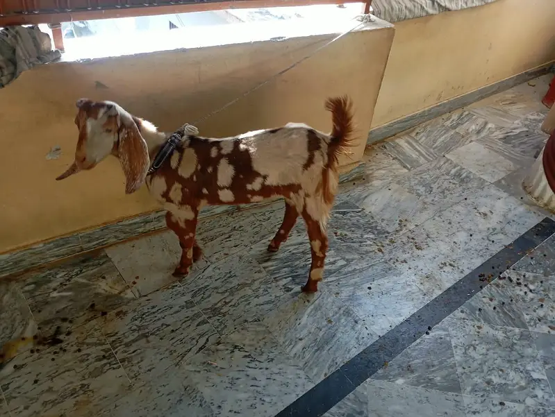 Beautiful Goat with Healthy Kid (M) — photo 4