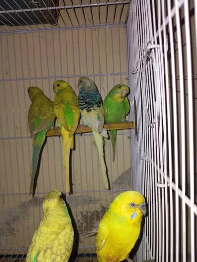 budgie for sale