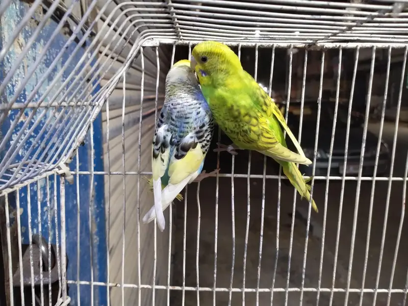 budgie for sale — photo 2