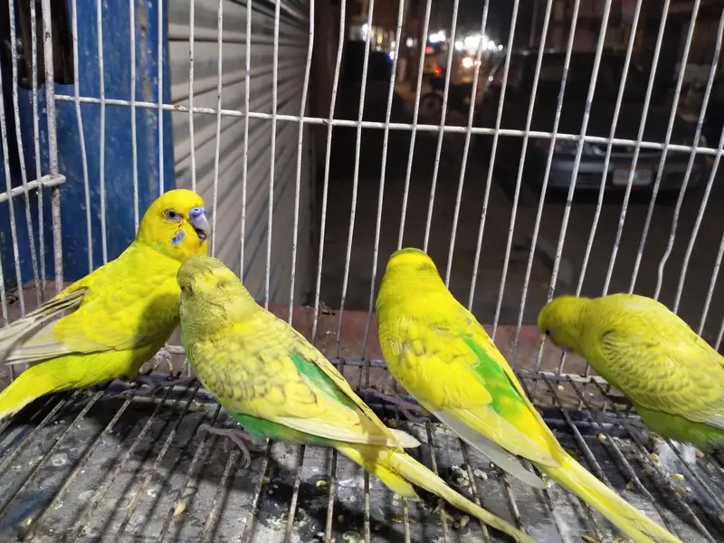 budgie for sale — photo 3
