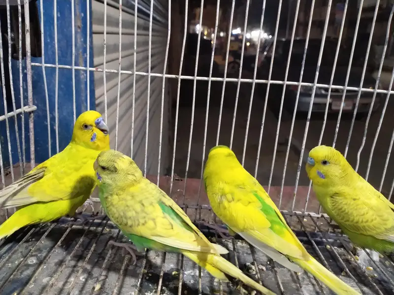 budgie for sale — photo 4