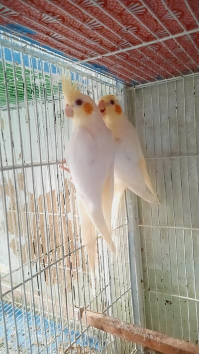 Cream Cocktail Pair