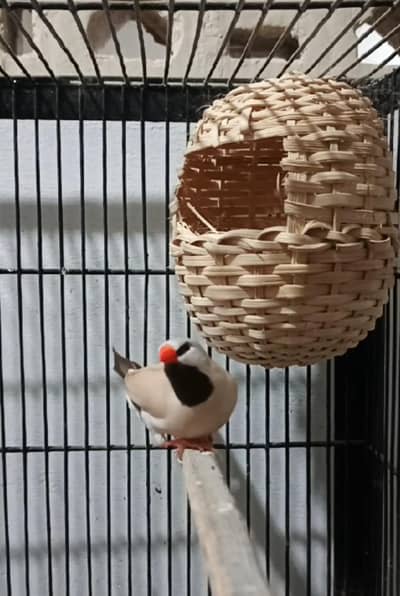 finch