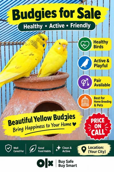 Beautiful Budgies for Sale – Multiple Pairs & Colours Available